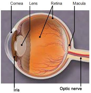 Macular Pucker - Macula Retina Vitreous Center