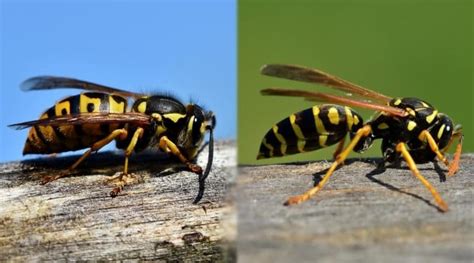 Hornets vs. Yellowjackets: How to Tell These Two Wasps Apart