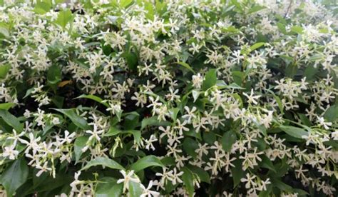 Common Jasmine: Facts, uses and how to grow Jasminum Officinale