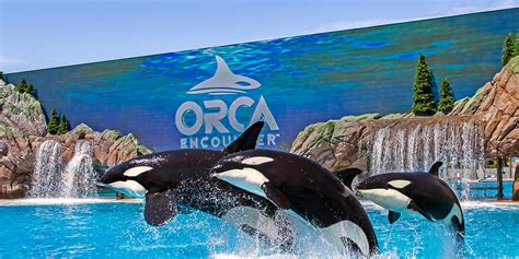 Guide d'exploration de SeaWorld San Diego | Visit California