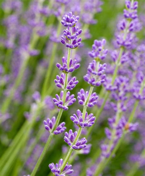 23 Lavender Varieties for a Fragrant Garden Wherever You Live | Lavender varieties, Fragrant ...