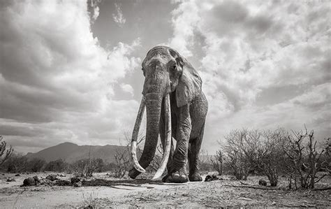 This Photographer Captured Stunning Pictures Of The Legendary 'Elephant ...