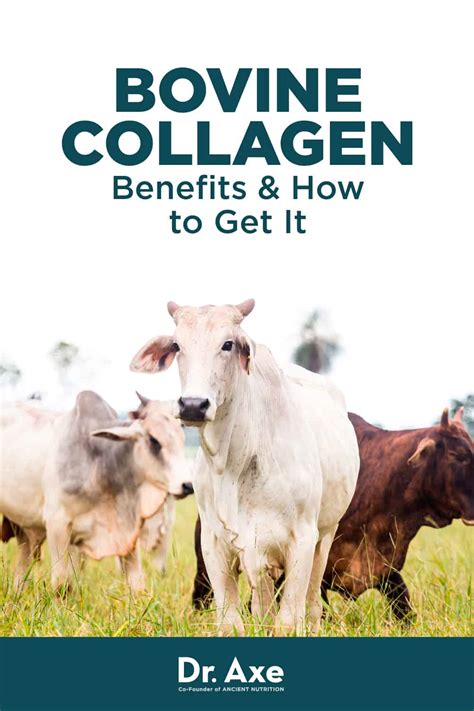 Bovine Collagen Benefits, Uses, Forms and More - Dr. Axe