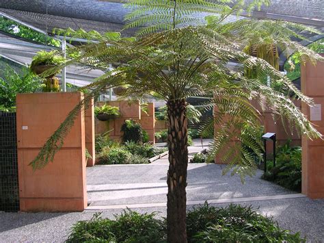 Fern house, Brisbane Botanic Gardens, Mount Coot-tha | Flickr