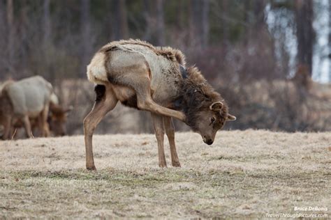 Elk in Elk County PA | Travel Through Pictures . com