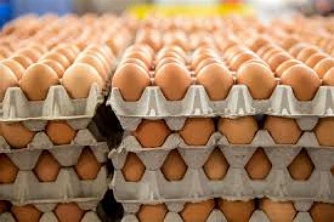 Paper Egg Crates (Bundle of 100 pieces) - Afrimash.com - Nigeria