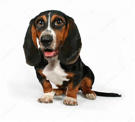 Basset hound beagle mix puppy Stock Photo by ©graphicphoto 53479805