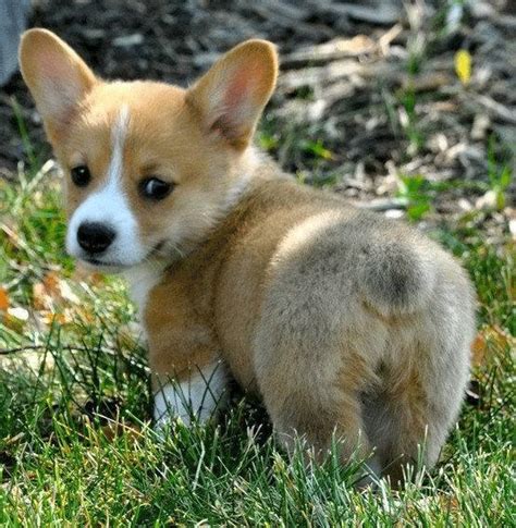 Funny Corgi GIFs (51 pics)