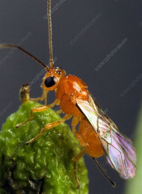 Parasitoid wasp - Stock Image - C004/2802 - Science Photo Library