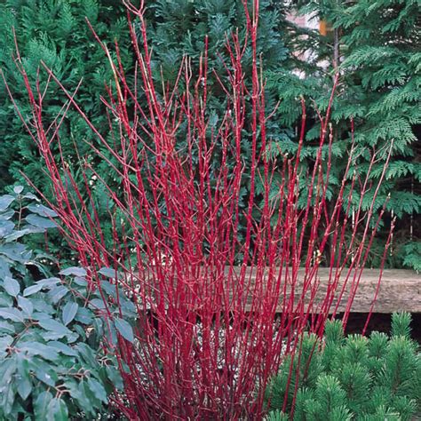 Cornus alba Sibirica | Winter planten, Schaduwplanten, Tuin bomen