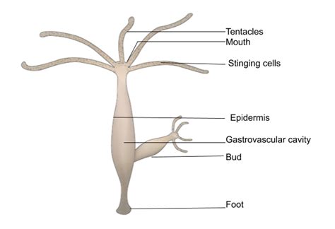 Draw A Neat And Labelled Diagram Of Hydracoelentar Class 11 Biology ...