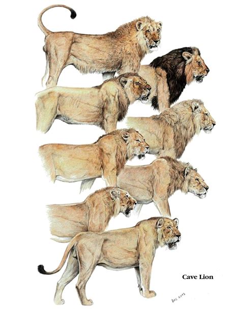 Cave Lion Size Comparison