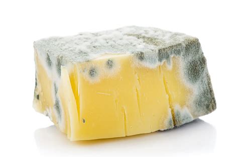 Is Moldy Cheese Safe to Eat?RateMDs Health News