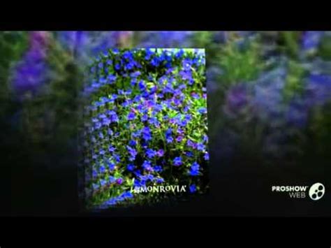 Lithodora - garden plants - YouTube