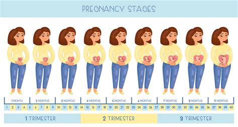 Cute Pregnant Woman Stages Pregnancy Development Embryo Month Month ...