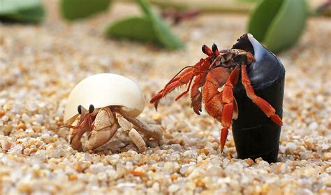 435 Claw-some Hermit Crab Names for Your Tiny Pincher - Animal Hype