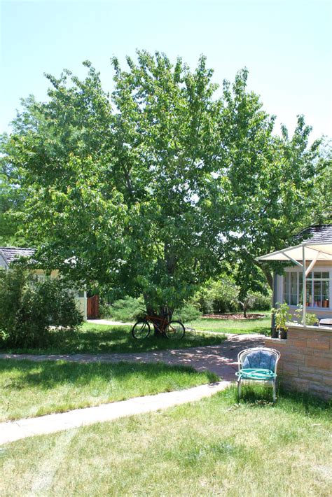 CHERRY BING For Sale in Boulder Colorado