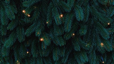 Pine And Christmas Lights Wallpapers - Wallpaper Cave