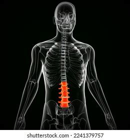 Human Skeleton Lumbar Curve Bones Anatomy Stock Illustration 2241379757 ...