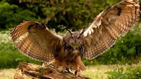 2048x1152 Owl Wings 2048x1152 Resolution HD 4k Wallpapers, Images ...