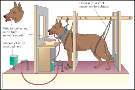 Classical Conditioning TheoryOscar Education