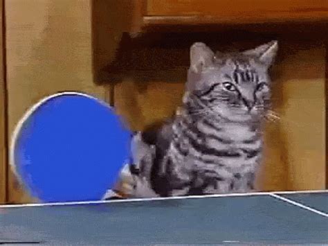 Cat Ping Pong GIF - Cat Ping Pong Table Tennis - Discover & Share GIFs