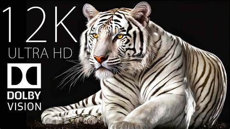 THE BEAUTY OF ANIMALS 12K ULTRA HD - YouTube