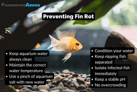 Struggling With Fin Rot in Fish? Here's How To Cure It FAST