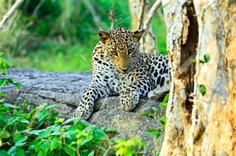 Where do Leopards Live? Habitat and Distribution | Leopardo, Parques nacionales, Parques