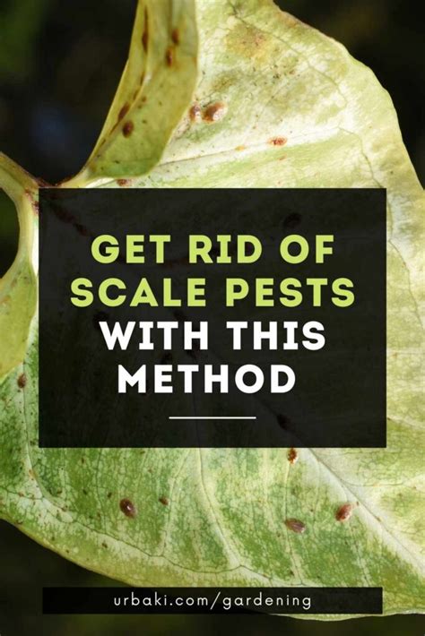 Get Rid of Scale Pests with This Method