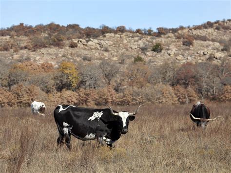 Wichita Mountains Wildlife Refuge Scenic Drive Road Trip