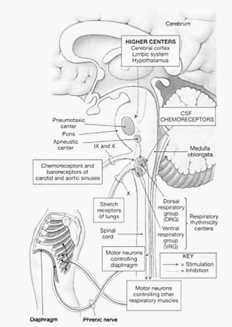 Respiratory Center Simplified | Epomedicine