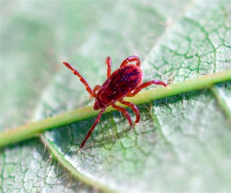 Chigger Mite Identification, Habits & Behavior | Leo's Pest Control