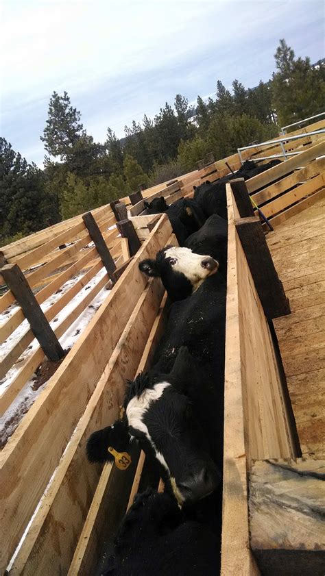 corrals | Idaho CattleWomen