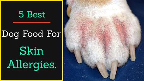 Say Goodbye to Skin Allergies in Your Dog with These Top 10 Foods ...