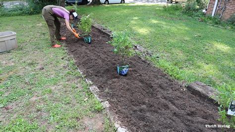 BEFORE and AFTER: Can I Plant a Blueberry Bush? We're Going to Find Out!