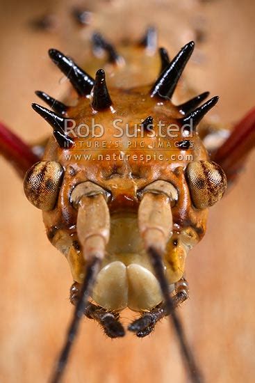 Head and eys of native Prickly Stick-insect (Acanthoxyla geisovii, order Phasmatodea). No males ...