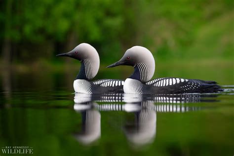 Pacific Loon Pair — Ray Hennessy Wildlife