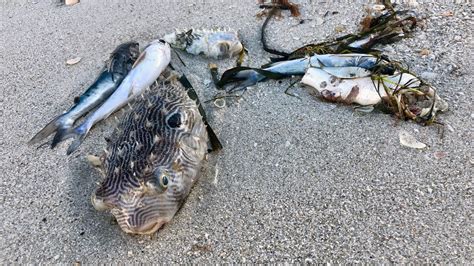 Red Tide Continues to Plague the Beaches in North Naples, FL 08/14/18 - YouTube