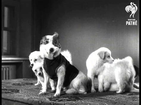 What Kind Of Dogs Were Belka And Strelka