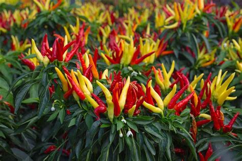 Top 18 Steps to Boost Chilli/Pepper Yield: How to Increase Production ...