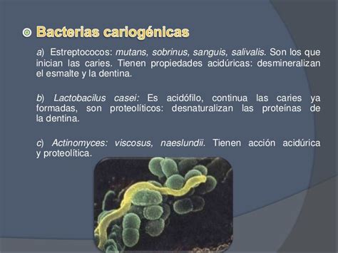 Placa bacteriana y caries dental