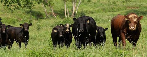 How to determine if cattle are bulls, steers, cows or heifers - Farm ...