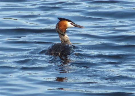 Cannundrums: Great Crested Grebe