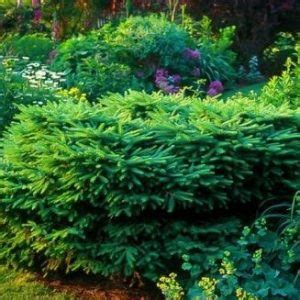 Bird's Nest Spruce (Picea abies 'Nidiformis') - Garden Center Point