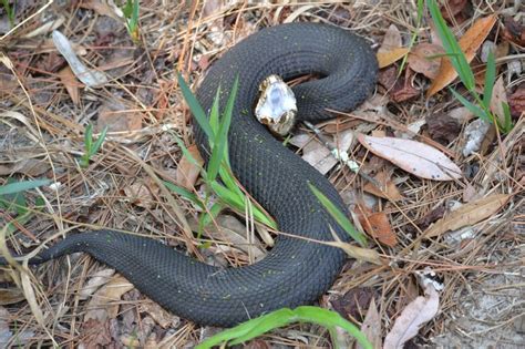 a black snake is laying on the ground