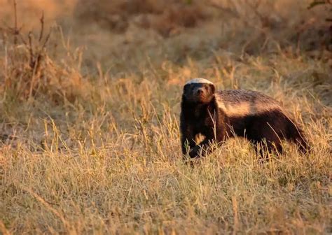 Honey Badger Behavior - AnimalBehaviorCorner