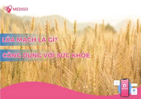 Lúa mạch là gì? Lúa mạch có tác dụng gì? Phân biệt lúa mạch và lúa mì