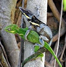 Knight anole - Wikipedia