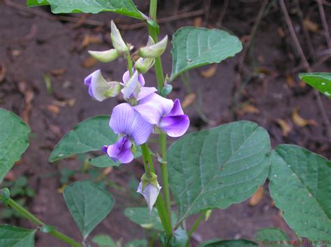 Crotalaria verrucosa - Alchetron, The Free Social Encyclopedia